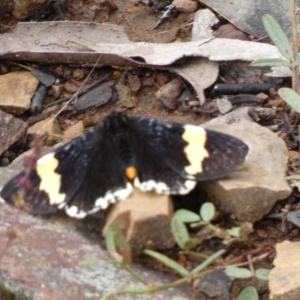 Eutrichopidia latinus at Googong, NSW - 8 Jan 2022 11:01 AM