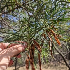 Acacia doratoxylon (Currawang) at The Rock Nature Reserve - 8 Jan 2022 by Darcy