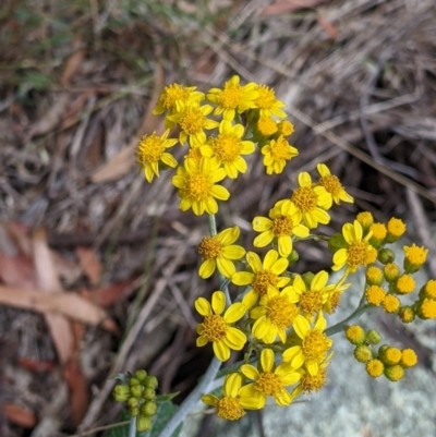 Senecio garlandii (Woolly Ragwort) at The Rock Nature Reserve - 8 Jan 2022 by Darcy