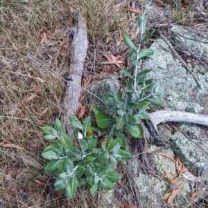 Senecio garlandii at The Rock, NSW - 8 Jan 2022