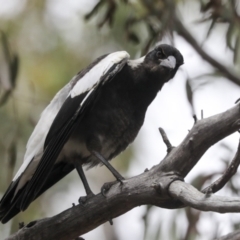 Gymnorhina tibicen (Australian Magpie) at Bruce Ridge to Gossan Hill - 14 Dec 2021 by AlisonMilton
