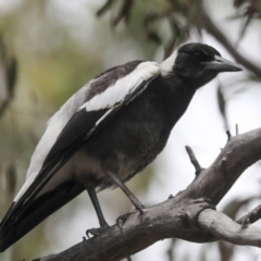 Gymnorhina tibicen at Bruce, ACT - 14 Dec 2021