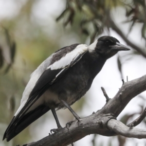 Gymnorhina tibicen at Bruce, ACT - 14 Dec 2021