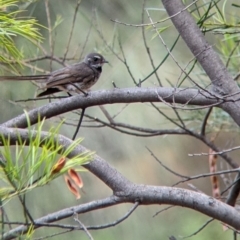 Rhipidura albiscapa (Grey Fantail) at The Rock Nature Reserve - 8 Jan 2022 by Darcy