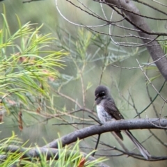 Rhipidura albiscapa at The Rock, NSW - 8 Jan 2022