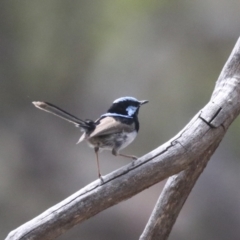 Malurus cyaneus (Superb Fairywren) at Bruce Ridge to Gossan Hill - 14 Dec 2021 by AlisonMilton