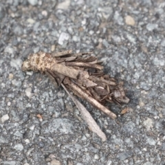 Hyalarcta huebneri (Leafy Case Moth) at Bruce, ACT - 14 Dec 2021 by AlisonMilton