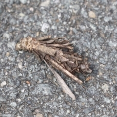 Hyalarcta huebneri (Leafy Case Moth) at Bruce, ACT - 13 Dec 2021 by AlisonMilton