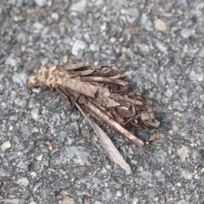 Hyalarcta huebneri (Leafy Case Moth) at Bruce, ACT - 14 Dec 2021 by AlisonMilton