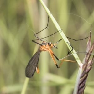 Harpobittacus australis at Mount Clear, ACT - 17 Dec 2021 02:46 PM