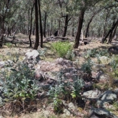 Senecio garlandii at The Rock, NSW - 8 Jan 2022