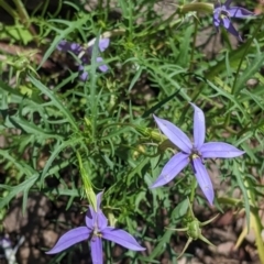 Isotoma axillaris (Australian Harebell, Showy Isotome) at The Rock, NSW - 8 Jan 2022 by Darcy