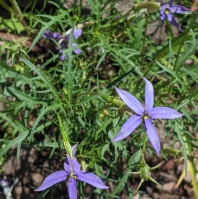 Isotoma axillaris (Australian Harebell, Showy Isotome) at The Rock Nature Reserve - 8 Jan 2022 by Darcy