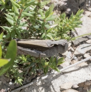 Cryptobothrus chrysophorus at Mount Clear, ACT - 17 Dec 2021