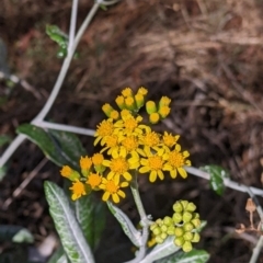 Senecio garlandii (Woolly Ragwort) at The Rock Nature Reserve - Kengal Aboriginal Place - 8 Jan 2022 by Darcy