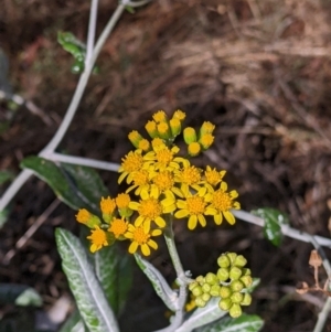 Senecio garlandii at The Rock, NSW - 8 Jan 2022