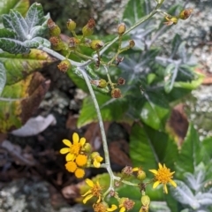 Senecio garlandii (Woolly Ragwort) at The Rock Nature Reserve - 8 Jan 2022 by Darcy