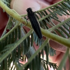 Agrilus hypoleucus (Hypoleucus jewel beetle) at Murrumbateman, NSW - 3 Jan 2022 by SimoneC