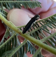 Agrilus hypoleucus at Murrumbateman, NSW - 3 Jan 2022 10:36 AM