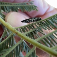 Agrilus hypoleucus at Murrumbateman, NSW - 3 Jan 2022 10:36 AM