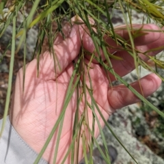 Acacia doratoxylon (Currawang) at The Rock Nature Reserve - 8 Jan 2022 by Darcy