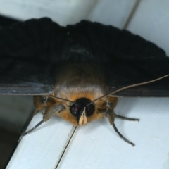 Dasypodia selenophora at Ainslie, ACT - 6 Jan 2022