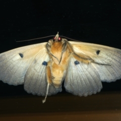 Dasypodia selenophora at Ainslie, ACT - 6 Jan 2022