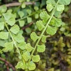 Asplenium flabellifolium (Necklace Fern) at The Rock Nature Reserve - Kengal Aboriginal Place - 8 Jan 2022 by Darcy