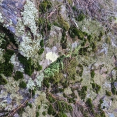 Asplenium flabellifolium at The Rock, NSW - 8 Jan 2022