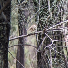 Pyrrholaemus sagittatus (Speckled Warbler) at The Rock, NSW - 8 Jan 2022 by Darcy