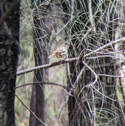 Pyrrholaemus sagittatus (Speckled Warbler) at The Rock Nature Reserve - 8 Jan 2022 by Darcy