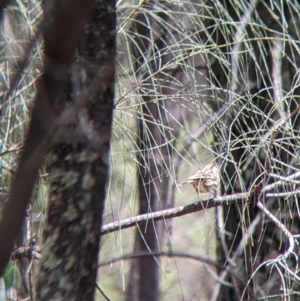 Pyrrholaemus sagittatus at The Rock, NSW - 8 Jan 2022