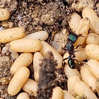 Rhytidoponera metallica (Greenhead ant) at Bigga, NSW - 8 Jan 2022 by trevorpreston