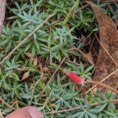 Astroloma humifusum (Cranberry Heath) at The Rock, NSW - 8 Jan 2022 by Darcy