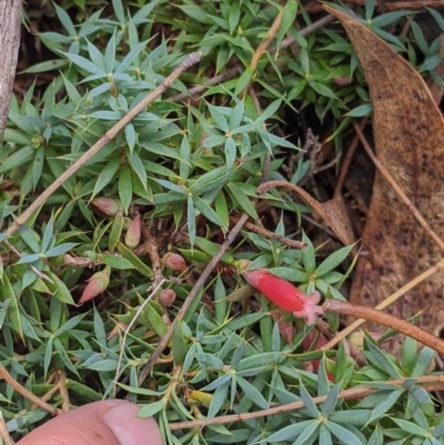 Astroloma humifusum (Cranberry Heath) at The Rock Nature Reserve - Kengal Aboriginal Place - 8 Jan 2022 by Darcy