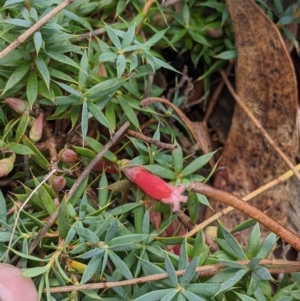 Astroloma humifusum at The Rock, NSW - 8 Jan 2022