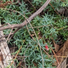 Astroloma humifusum at The Rock, NSW - 8 Jan 2022