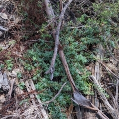 Astroloma humifusum at The Rock, NSW - 8 Jan 2022