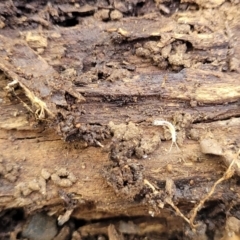 Symphyla (class) (Symphylan or garden centipede) at Keverstone National Park - 8 Jan 2022 by trevorpreston