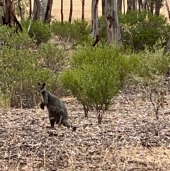 Wallabia bicolor (Swamp Wallaby) at Fentons Creek, VIC - 8 Jan 2022 by KL