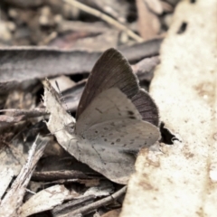 Erina hyacinthina (Varied Dusky-blue) at Bruce, ACT - 14 Dec 2021 by AlisonMilton