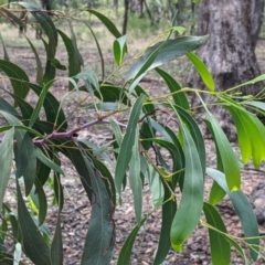 Acacia pycnantha (Golden Wattle) at The Rock Nature Reserve - 8 Jan 2022 by Darcy