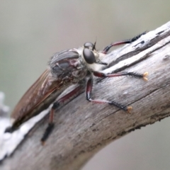 Neoaratus hercules (Herculean Robber Fly) at Bruce Ridge to Gossan Hill - 14 Dec 2021 by AlisonMilton