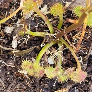 Drosera sp. at Bigga, NSW - 8 Jan 2022