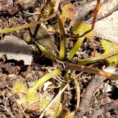 Drosera sp. at Bigga, NSW - 8 Jan 2022