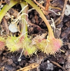 Drosera sp. at Bigga, NSW - 8 Jan 2022