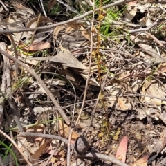 Drosera sp. at Bigga, NSW - 8 Jan 2022