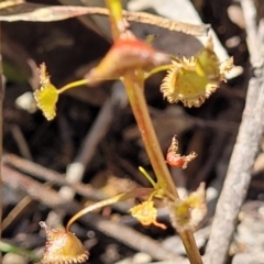 Drosera sp. at Bigga, NSW - 8 Jan 2022