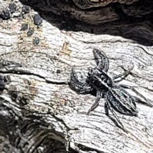 Holoplatys sp. (genus) at Bigga, NSW - 8 Jan 2022