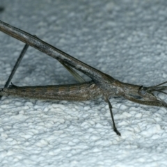 Zaprochilus australis at Ainslie, ACT - 6 Jan 2022 10:09 PM